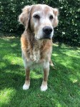 Jester 14 Jahre